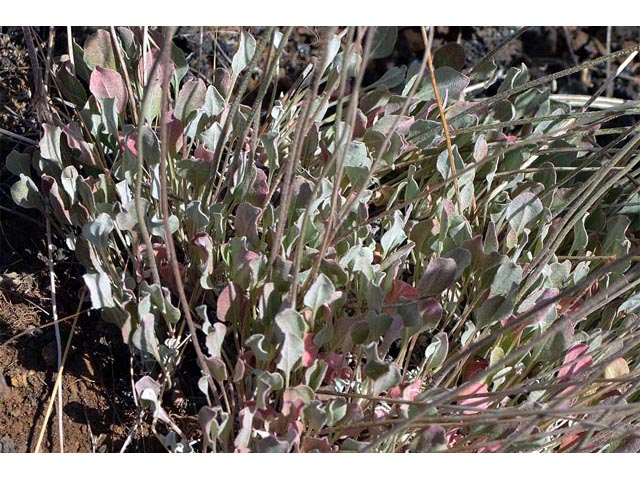 Eriogonum ovalifolium var. ovalifolium (Cushion buckwheat) #53745