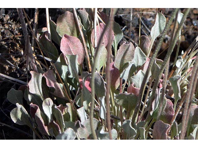Eriogonum ovalifolium var. ovalifolium (Cushion buckwheat) #53746
