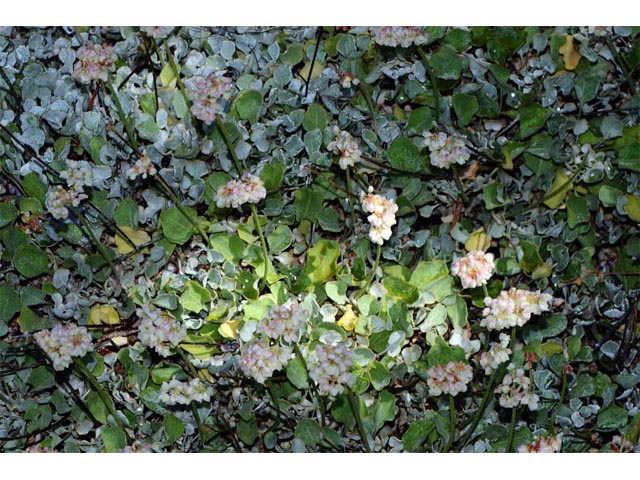 Eriogonum ovalifolium var. pansum (Cushion buckwheat) #53748
