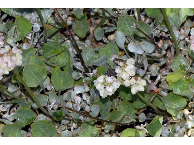 Eriogonum ovalifolium var. pansum (Cushion buckwheat) #53750