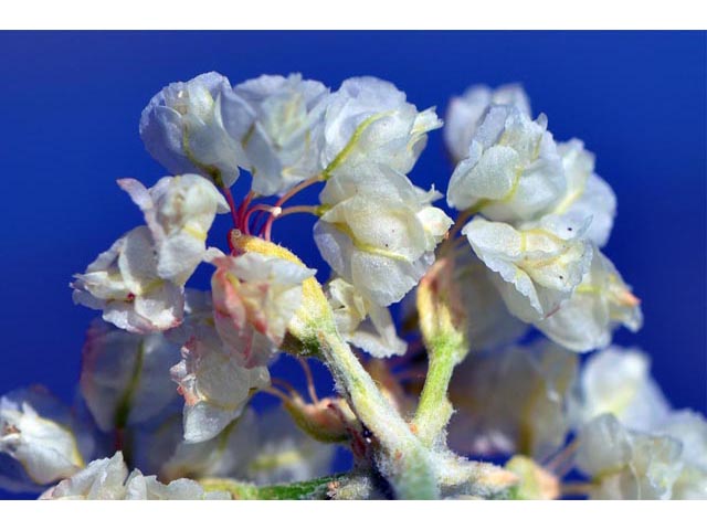 Eriogonum ovalifolium var. pansum (Cushion buckwheat) #53760
