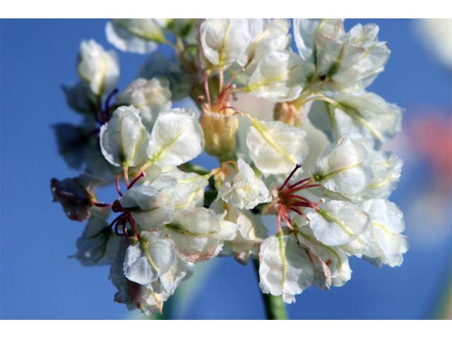 Eriogonum ovalifolium var. pansum (Cushion buckwheat) #53762