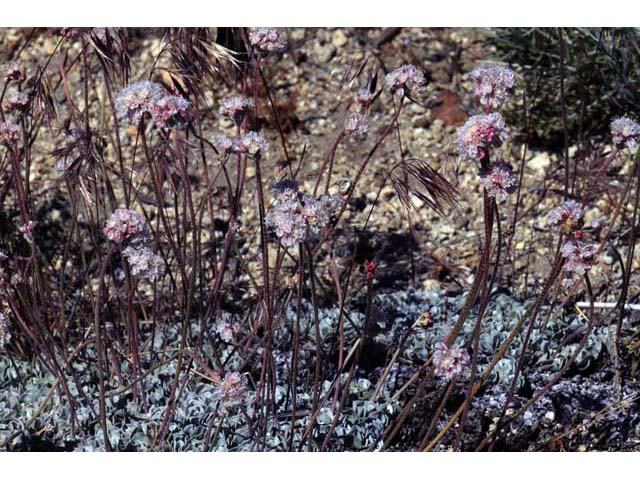 Eriogonum ovalifolium var. williamsiae (Steamboat springs buckwheat) #53776