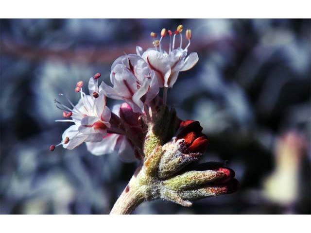 Eriogonum ovalifolium var. williamsiae (Steamboat springs buckwheat) #53782
