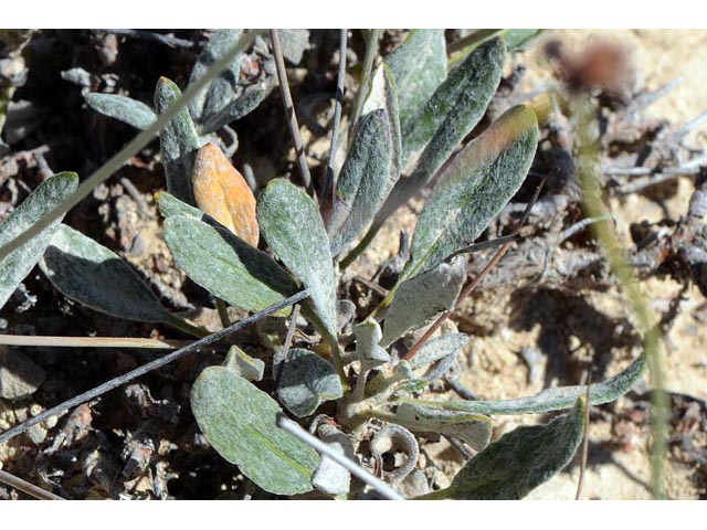Eriogonum panguicense var. panguicense (Panguitch buckwheat) #53857