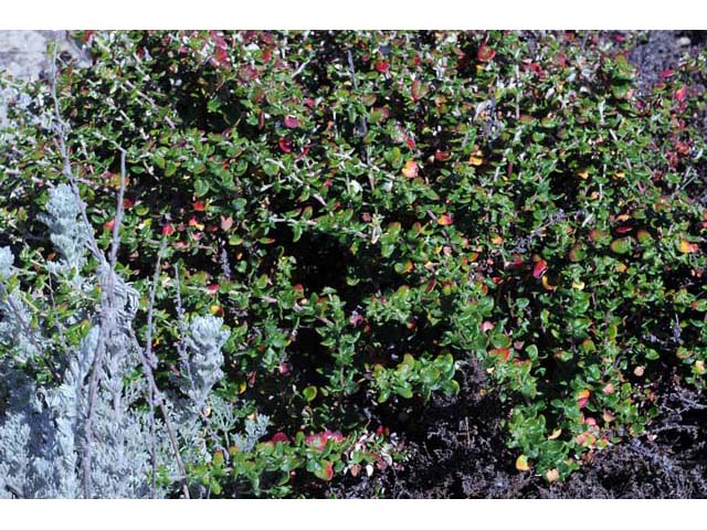 Eriogonum parvifolium (Seacliff buckwheat) #53934