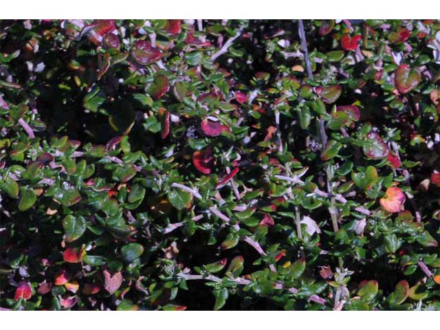 Eriogonum parvifolium (Seacliff buckwheat) #53935