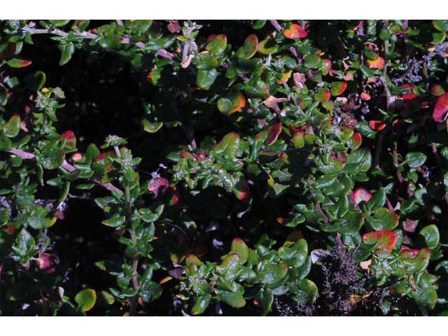 Eriogonum parvifolium (Seacliff buckwheat) #53936