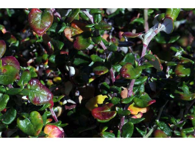 Eriogonum parvifolium (Seacliff buckwheat) #53939