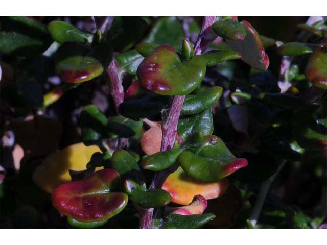 Eriogonum parvifolium (Seacliff buckwheat) #53940
