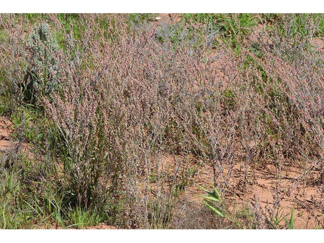 Eriogonum polycladon (Sorrel buckwheat) #54012