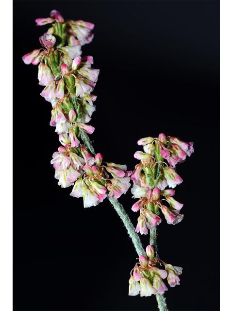 Eriogonum polycladon (Sorrel buckwheat) #54028