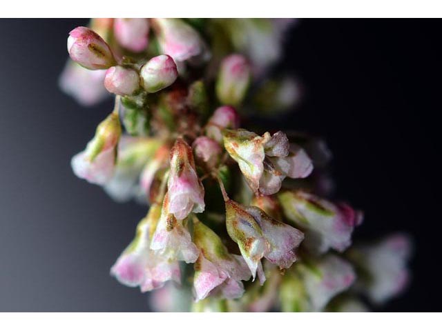Eriogonum polycladon (Sorrel buckwheat) #54033