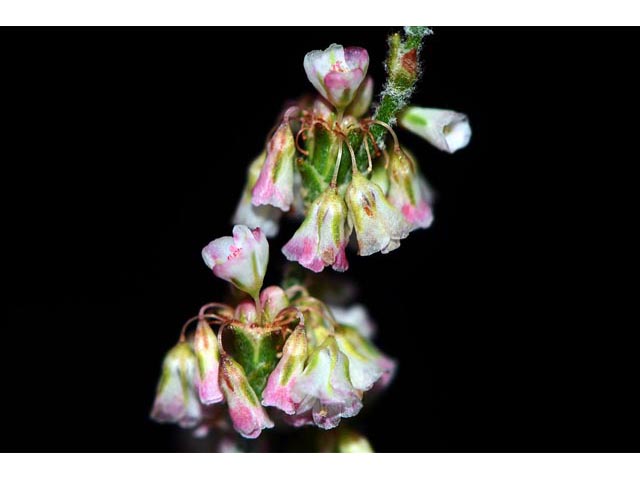 Eriogonum polycladon (Sorrel buckwheat) #54034