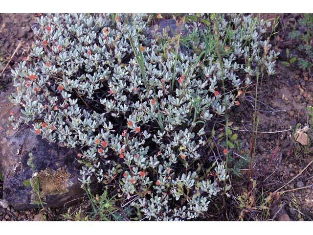 Eriogonum prattenianum (Nevada city buckwheat) #54044
