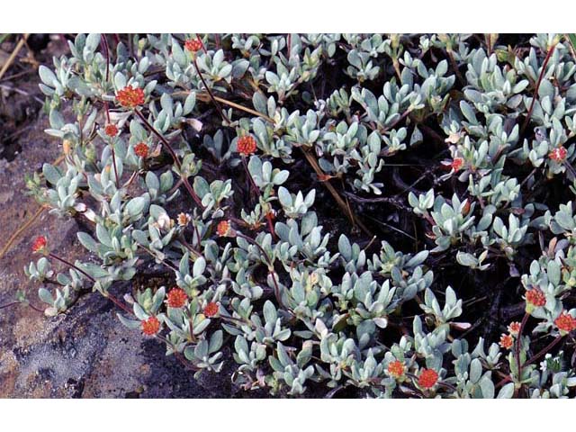 Eriogonum prattenianum (Nevada city buckwheat) #54045