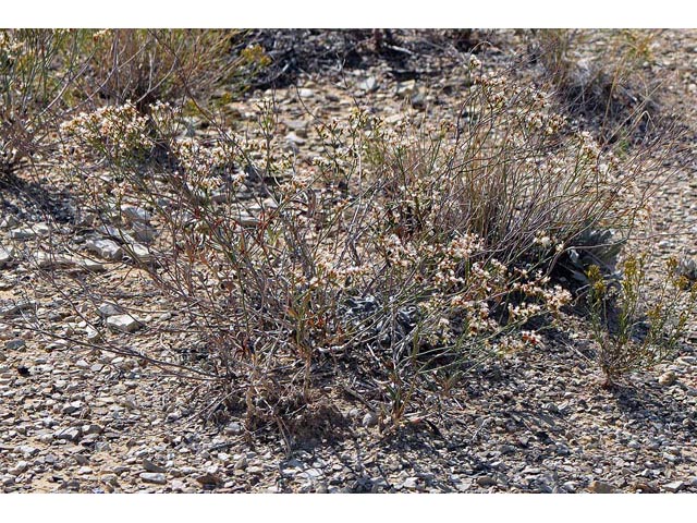 Eriogonum lonchophyllum (Spearleaf buckwheat) #54214