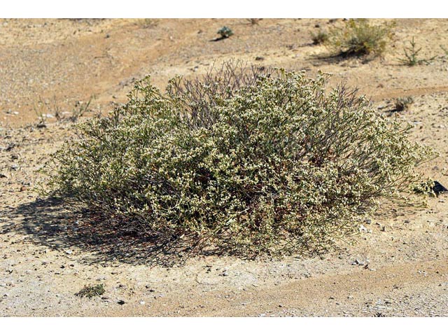 Eriogonum lonchophyllum (Spearleaf buckwheat) #54215