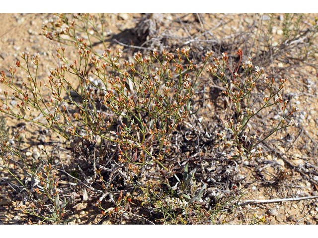 Eriogonum lonchophyllum (Spearleaf buckwheat) #54232