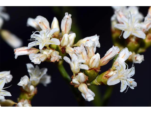 Eriogonum lonchophyllum (Spearleaf buckwheat) #54234