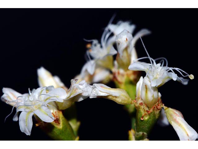 Eriogonum lonchophyllum (Spearleaf buckwheat) #54245