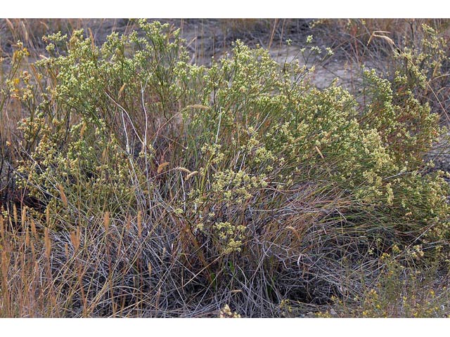 Eriogonum lonchophyllum (Spearleaf buckwheat) #54265