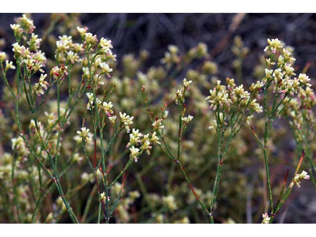 Eriogonum lonchophyllum (Spearleaf buckwheat) #54268