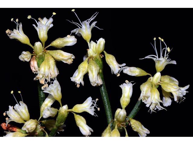 Eriogonum lonchophyllum (Spearleaf buckwheat) #54272