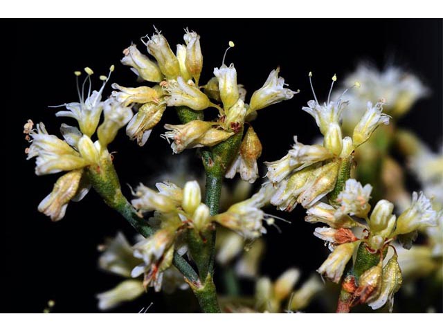 Eriogonum lonchophyllum (Spearleaf buckwheat) #54274