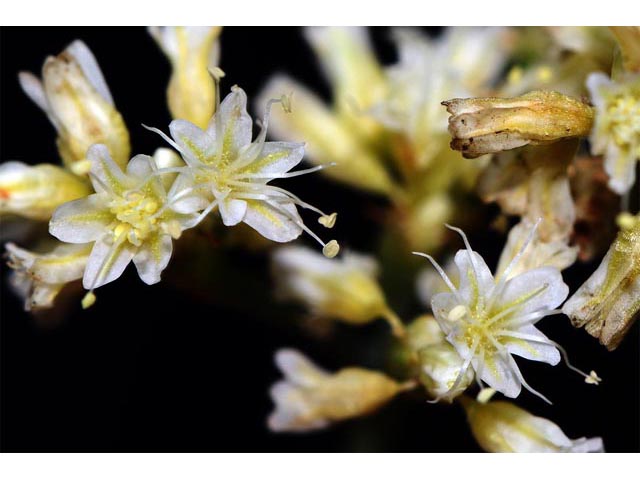 Eriogonum lonchophyllum (Spearleaf buckwheat) #54275