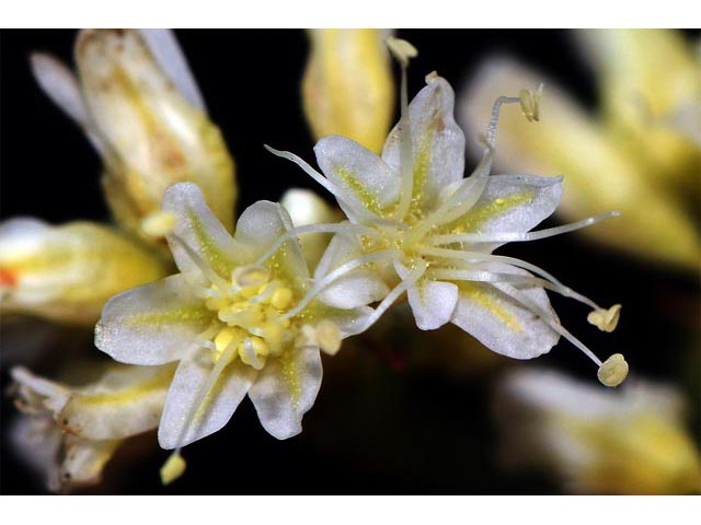 Eriogonum lonchophyllum (Spearleaf buckwheat) #54276