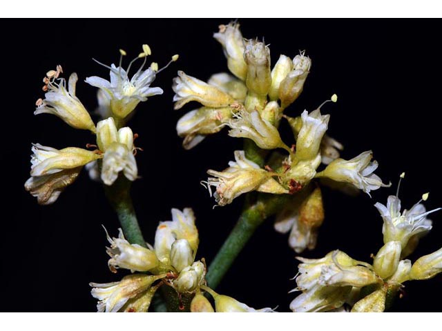 Eriogonum lonchophyllum (Spearleaf buckwheat) #54277
