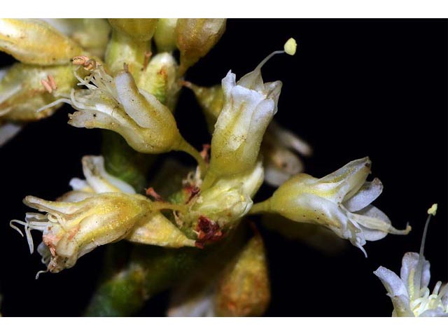 Eriogonum lonchophyllum (Spearleaf buckwheat) #54278