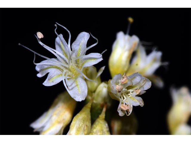 Eriogonum lonchophyllum (Spearleaf buckwheat) #54279