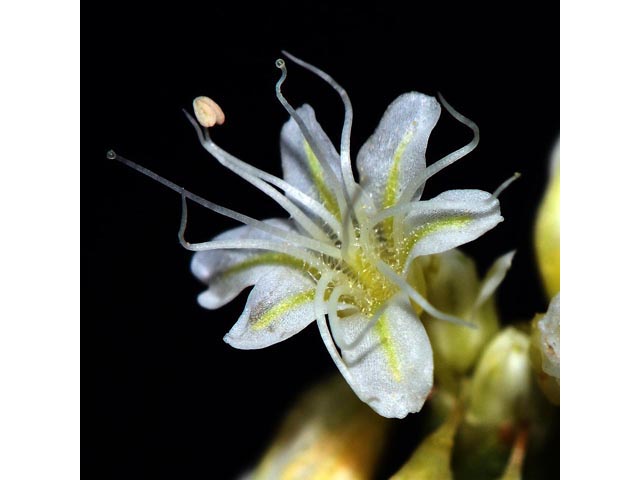 Eriogonum lonchophyllum (Spearleaf buckwheat) #54280