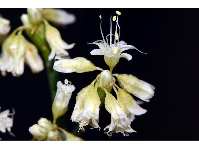 Eriogonum lonchophyllum (Spearleaf buckwheat) #54281
