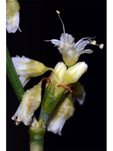 Eriogonum lonchophyllum (Spearleaf buckwheat) #54284