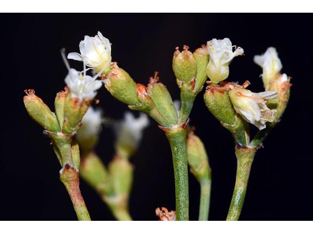 Eriogonum lonchophyllum (Spearleaf buckwheat) #54285