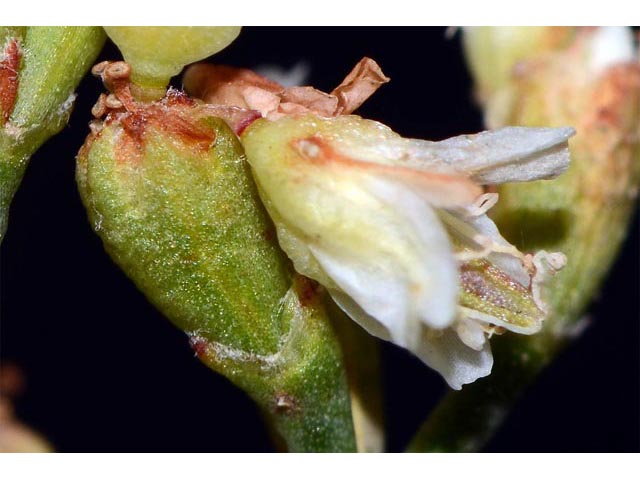 Eriogonum lonchophyllum (Spearleaf buckwheat) #54287