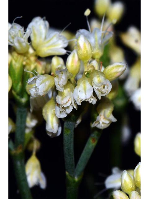 Eriogonum lonchophyllum (Spearleaf buckwheat) #54300