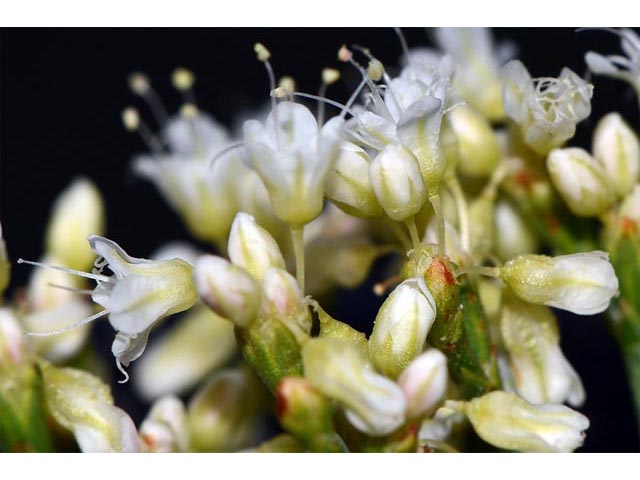 Eriogonum lonchophyllum (Spearleaf buckwheat) #54302