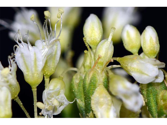 Eriogonum lonchophyllum (Spearleaf buckwheat) #54305
