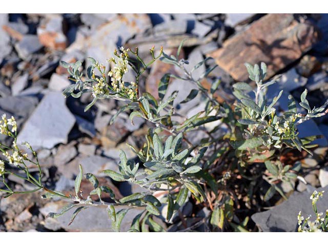 Eriogonum lonchophyllum (Spearleaf buckwheat) #54306
