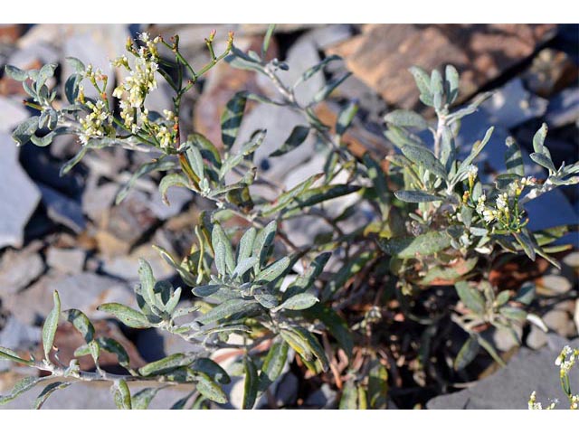 Eriogonum lonchophyllum (Spearleaf buckwheat) #54307