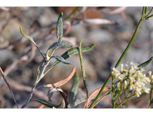 Eriogonum lonchophyllum (Spearleaf buckwheat) #54311