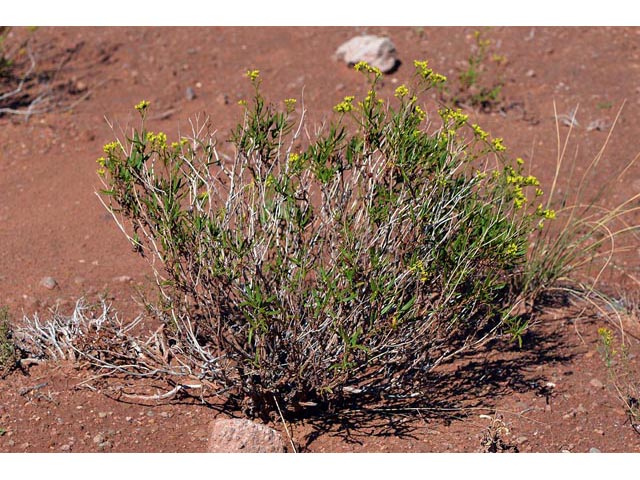 Eriogonum smithii (Flat-top buckwheat) #54338