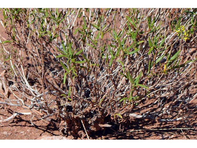 Eriogonum smithii (Flat-top buckwheat) #54339