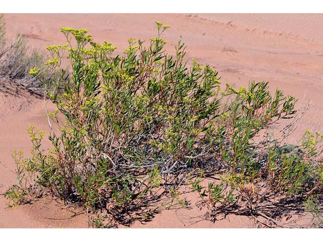 Eriogonum smithii (Flat-top buckwheat) #54342
