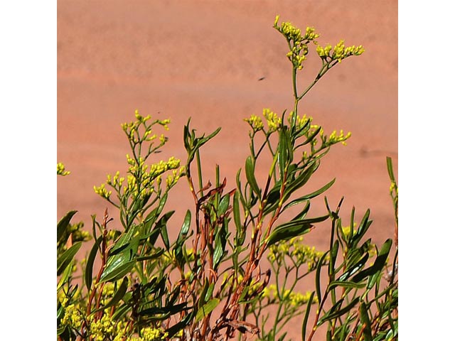 Eriogonum smithii (Flat-top buckwheat) #54343