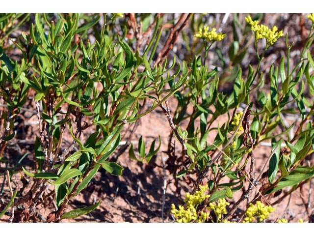 Eriogonum smithii (Flat-top buckwheat) #54345